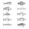 Mud Hole Supplies Black & White Gamefish Bumper Stickers