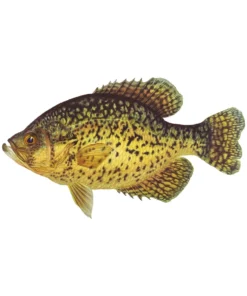 Mud Hole Truck Decals & Stickers 12" Gamefish Boat & Truck Window Stickers 68 Mud Hole Truck Decals & Stickers 12