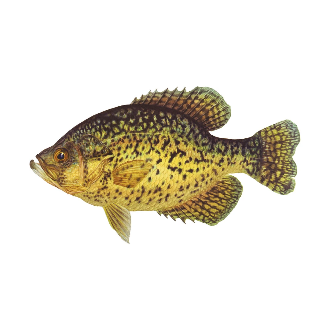 Mud Hole Truck Decals & Stickers 12" Gamefish Boat & Truck Window Stickers 9 Mud Hole Truck Decals & Stickers 12" Gamefish Boat & Truck Window Stickers