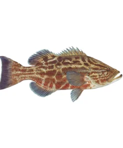 Mud Hole Truck Decals & Stickers 12" Gamefish Boat & Truck Window Stickers 69 Mud Hole Truck Decals & Stickers 12