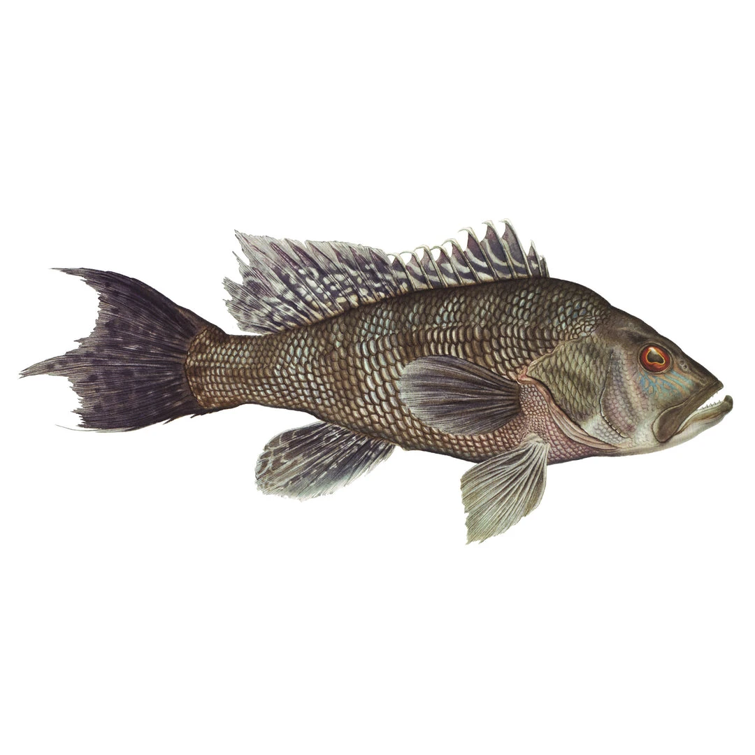 Mud Hole Truck Decals & Stickers 12" Gamefish Boat & Truck Window Stickers 12 Mud Hole Truck Decals & Stickers 12" Gamefish Boat & Truck Window Stickers