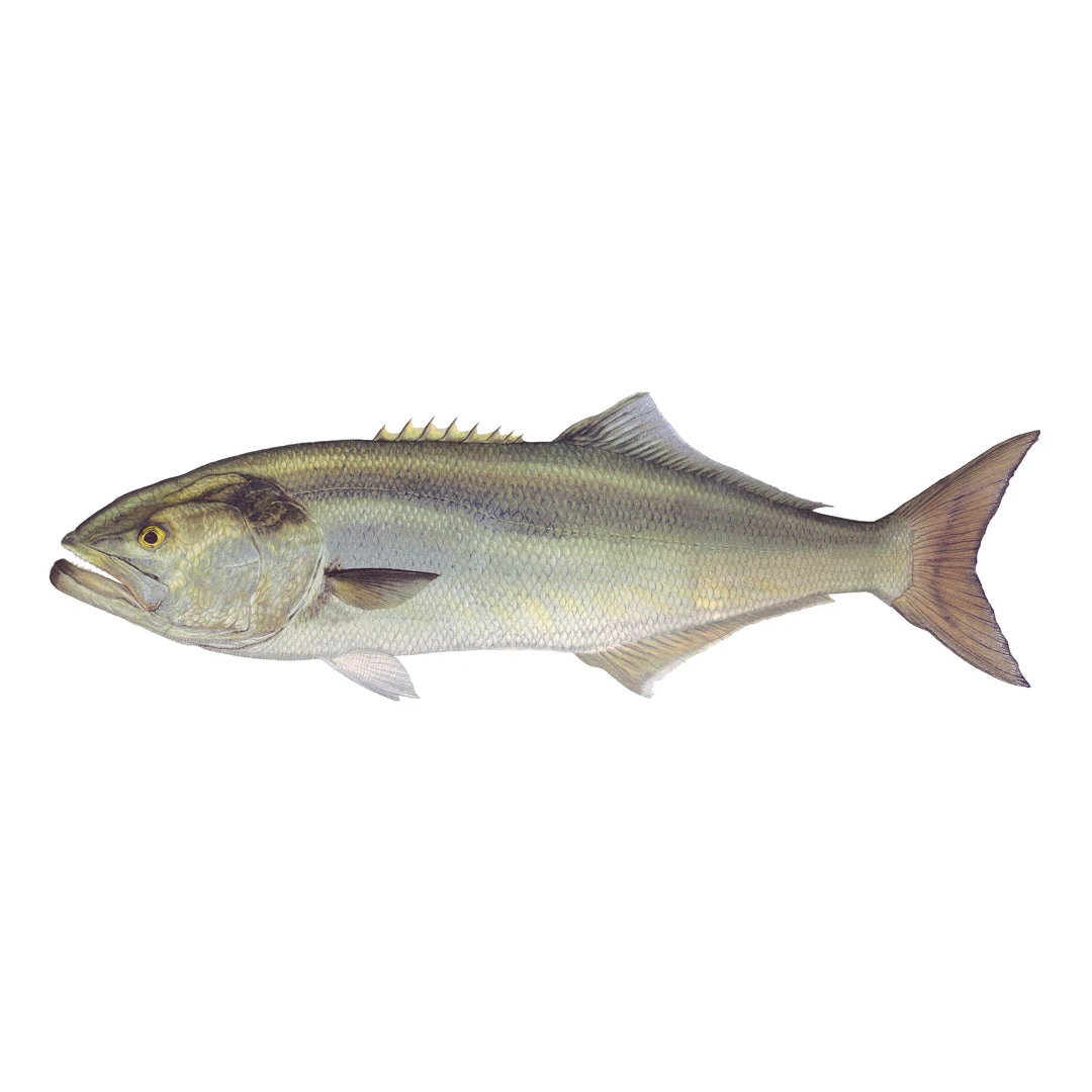 Mud Hole Truck Decals & Stickers 12" Gamefish Boat & Truck Window Stickers 14 Mud Hole Truck Decals & Stickers 12" Gamefish Boat & Truck Window Stickers