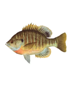 Mud Hole Truck Decals & Stickers 12" Gamefish Boat & Truck Window Stickers 74 Mud Hole Truck Decals & Stickers 12