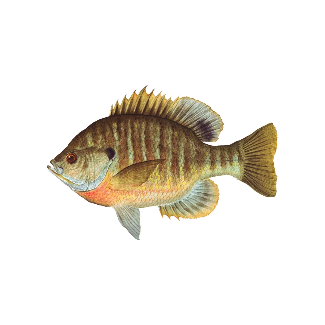 Mud Hole Truck Decals & Stickers 12" Gamefish Boat & Truck Window Stickers 15 Mud Hole Truck Decals & Stickers 12" Gamefish Boat & Truck Window Stickers