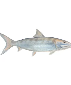 Mud Hole Truck Decals & Stickers 12" Gamefish Boat & Truck Window Stickers 75 Mud Hole Truck Decals & Stickers 12