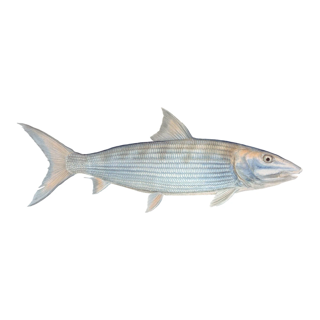 Mud Hole Truck Decals & Stickers 12" Gamefish Boat & Truck Window Stickers 16 Mud Hole Truck Decals & Stickers 12" Gamefish Boat & Truck Window Stickers