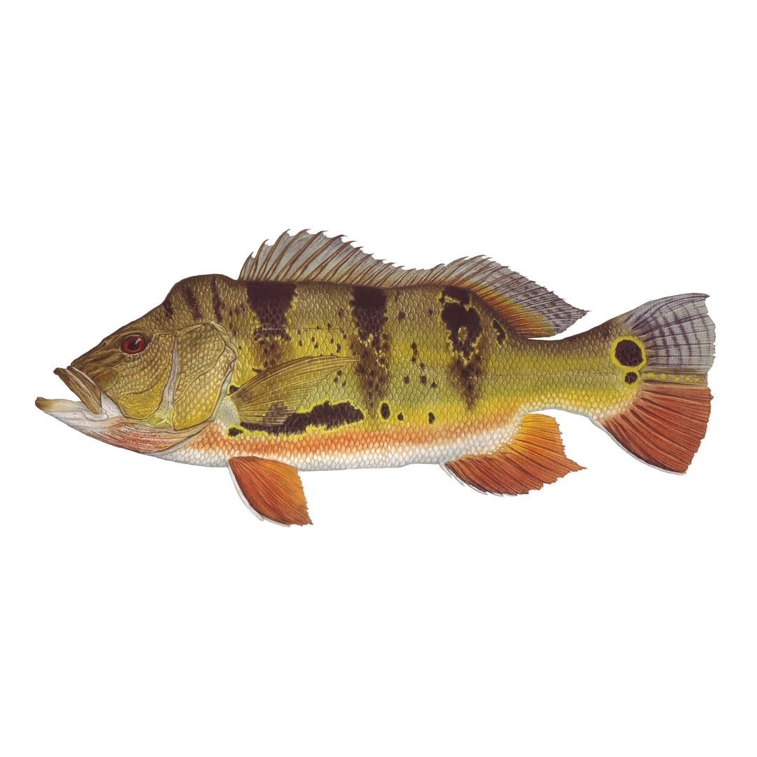 Mud Hole Truck Decals & Stickers 12" Gamefish Boat & Truck Window Stickers 19 Mud Hole Truck Decals & Stickers 12" Gamefish Boat & Truck Window Stickers