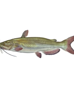 Mud Hole Truck Decals & Stickers 12" Gamefish Boat & Truck Window Stickers 82 Mud Hole Truck Decals & Stickers 12