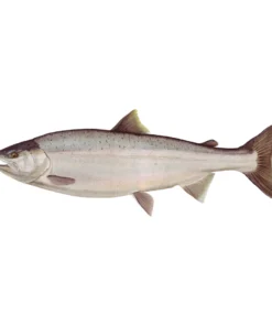 Mud Hole Truck Decals & Stickers 12" Gamefish Boat & Truck Window Stickers 86 Mud Hole Truck Decals & Stickers 12