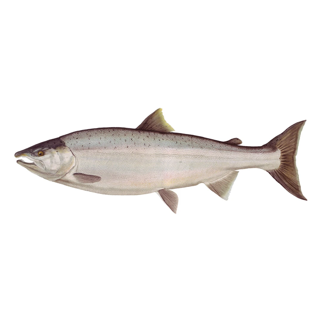 Mud Hole Truck Decals & Stickers 12" Gamefish Boat & Truck Window Stickers 27 Mud Hole Truck Decals & Stickers 12" Gamefish Boat & Truck Window Stickers