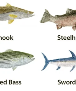 CRB Japanese Gyotaku Fish Art Decals By Marshall Madruga