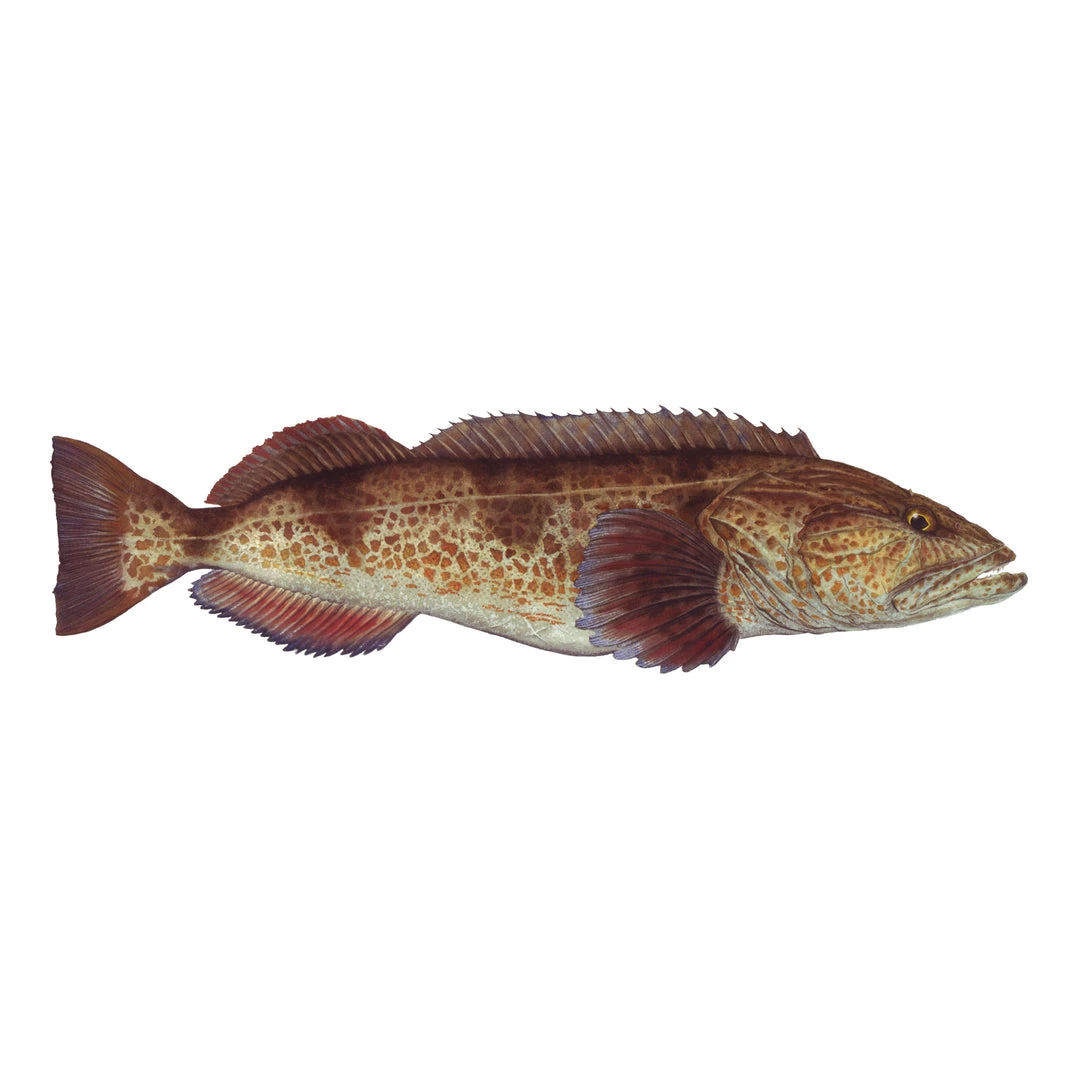 Mud Hole Truck Decals & Stickers 12" Gamefish Boat & Truck Window Stickers 38 Mud Hole Truck Decals & Stickers 12" Gamefish Boat & Truck Window Stickers