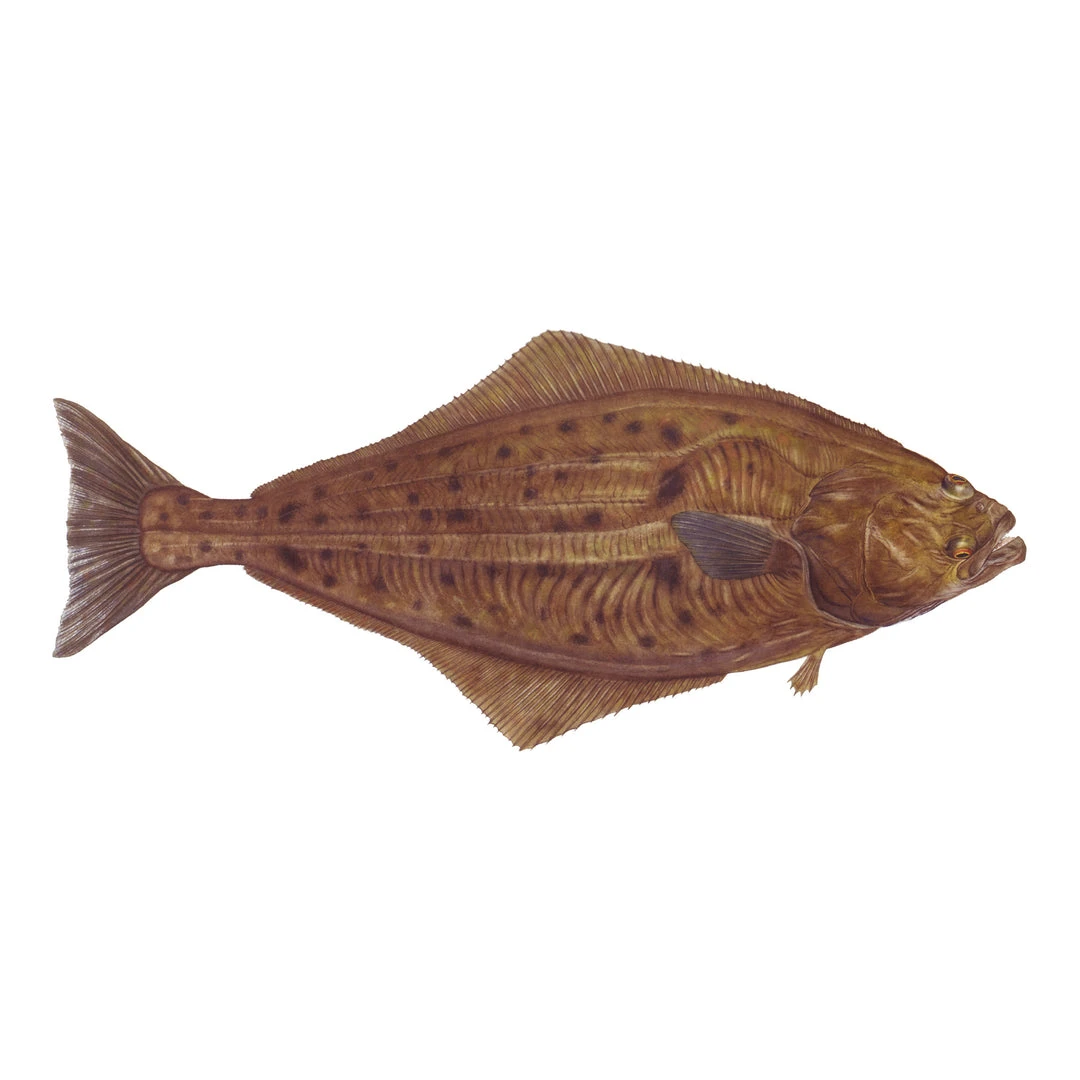 Mud Hole Truck Decals & Stickers 12" Gamefish Boat & Truck Window Stickers 42 Mud Hole Truck Decals & Stickers 12" Gamefish Boat & Truck Window Stickers