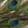 Wapsi Peacock Eyes 2 Wapsi Peacock Eyes