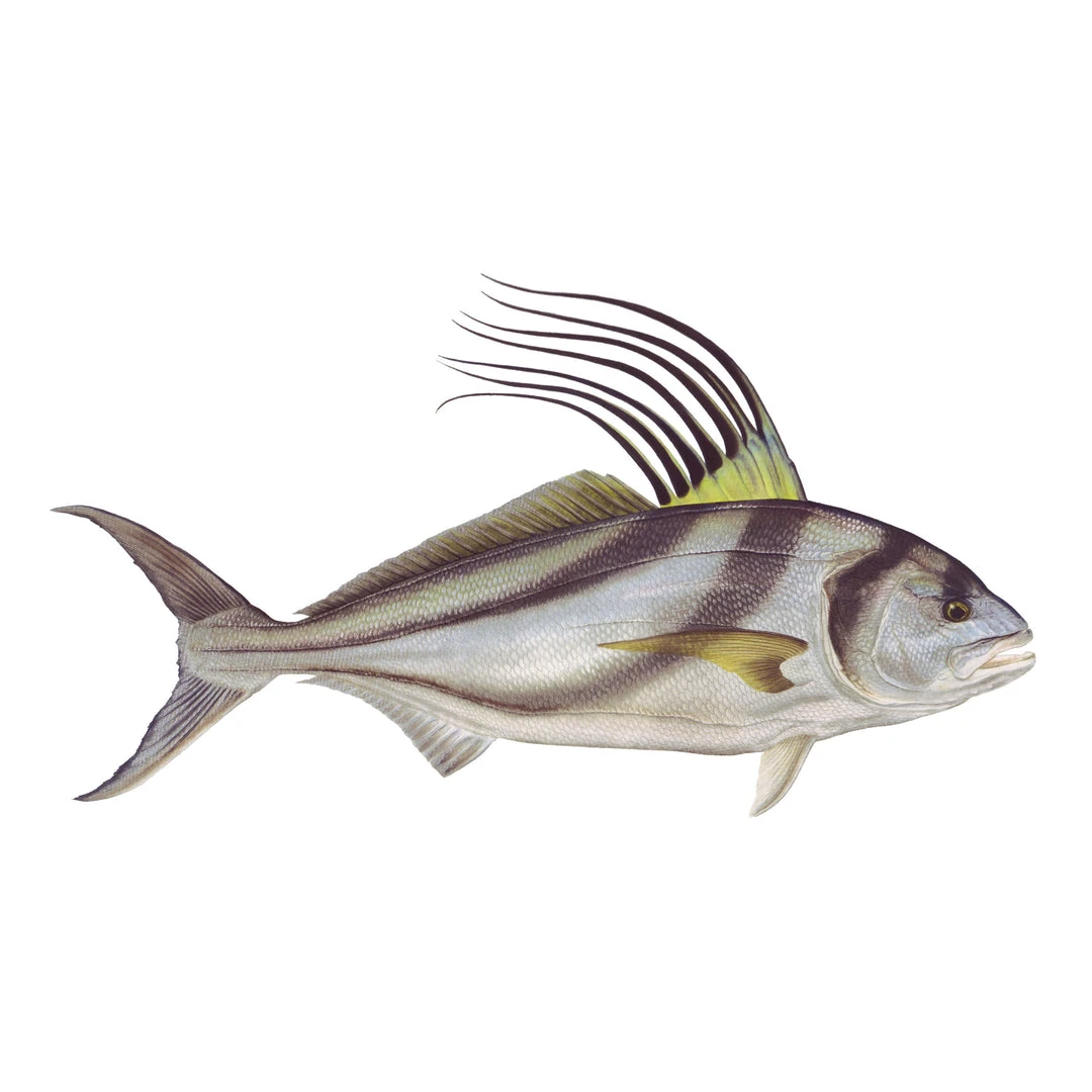 Mud Hole Truck Decals & Stickers 12" Gamefish Boat & Truck Window Stickers 47 Mud Hole Truck Decals & Stickers 12" Gamefish Boat & Truck Window Stickers