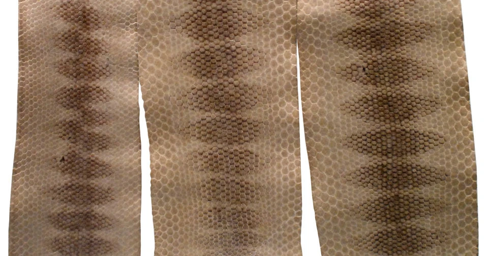 Mud Hole Sea Snake Skins 3 Mud Hole Sea Snake Skins