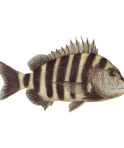 Mud Hole Truck Decals & Stickers 12" Gamefish Boat & Truck Window Stickers 108 Mud Hole Truck Decals & Stickers 12