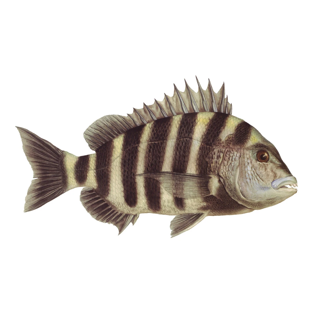 Mud Hole Truck Decals & Stickers 12" Gamefish Boat & Truck Window Stickers 49 Mud Hole Truck Decals & Stickers 12" Gamefish Boat & Truck Window Stickers