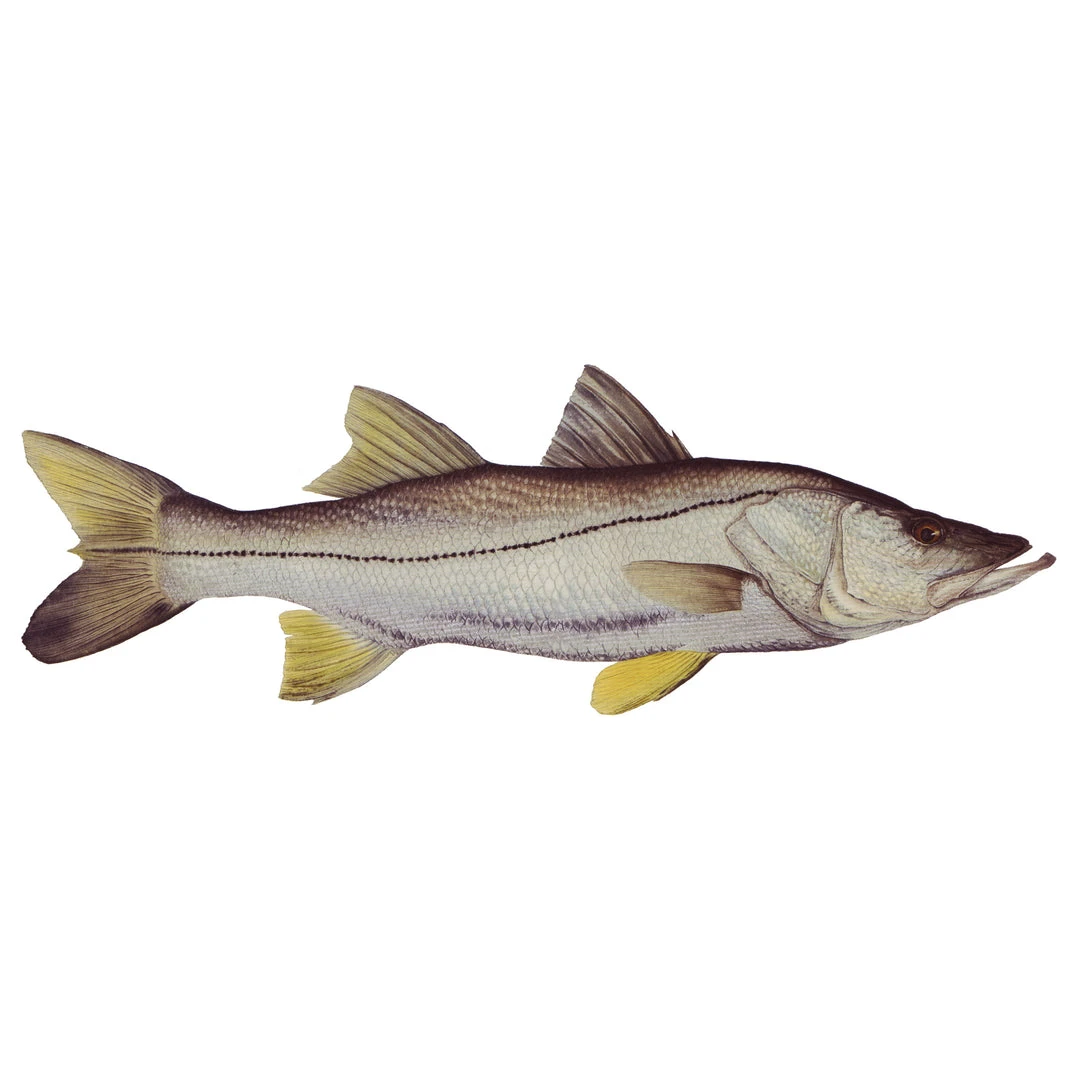 Mud Hole Truck Decals & Stickers 12" Gamefish Boat & Truck Window Stickers 51 Mud Hole Truck Decals & Stickers 12" Gamefish Boat & Truck Window Stickers