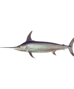 Mud Hole Truck Decals & Stickers 12" Gamefish Boat & Truck Window Stickers 120 Mud Hole Truck Decals & Stickers 12