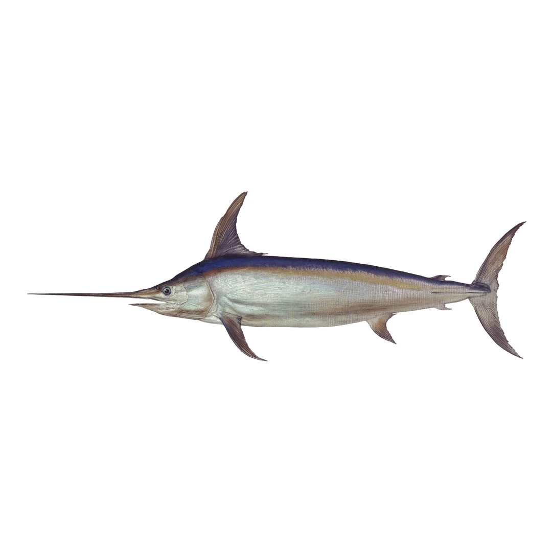 Mud Hole Truck Decals & Stickers 12" Gamefish Boat & Truck Window Stickers 61 Mud Hole Truck Decals & Stickers 12" Gamefish Boat & Truck Window Stickers