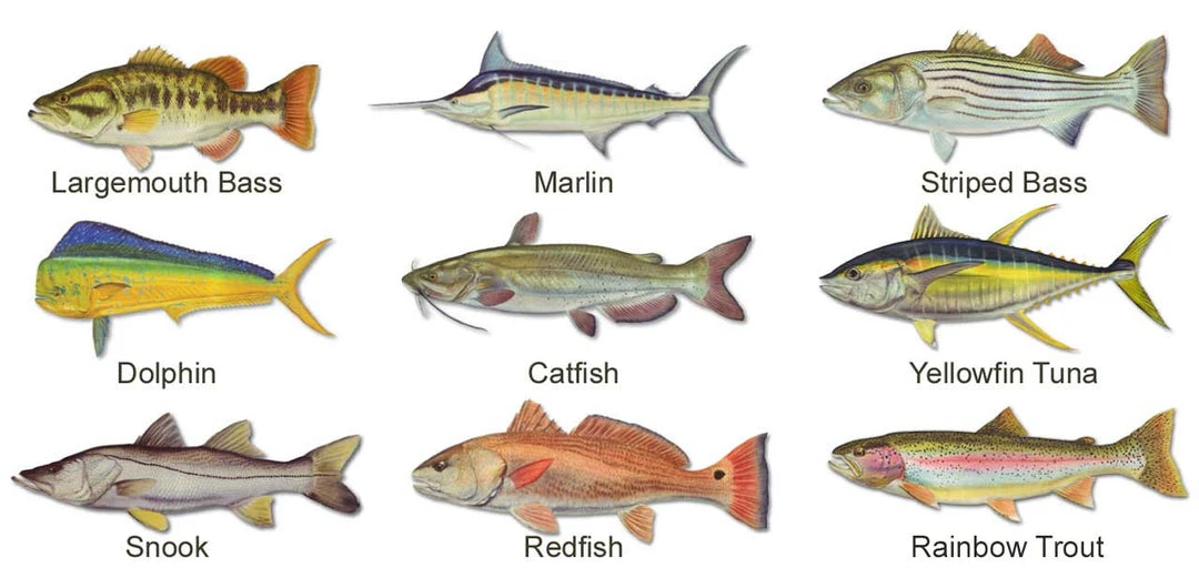 Mud Hole Women's Custom T-Shirt: Bamboo Frame With Crossing Rods Gear 5 Mud Hole Women's Custom T-Shirt: Bamboo Frame With Crossing Rods Gear