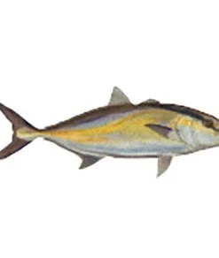 CRB Gamefish Rod Decals