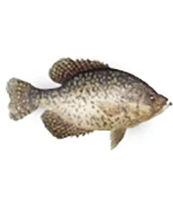 CRB Gamefish Rod Decals