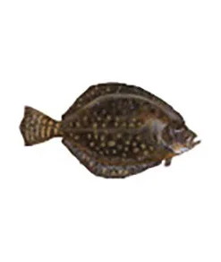 CRB Gamefish Rod Decals