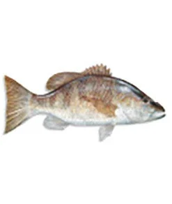 CRB Gamefish Rod Decals