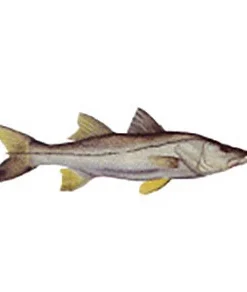 CRB Gamefish Rod Decals