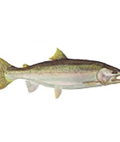 CRB Gamefish Rod Decals