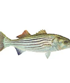 CRB Gamefish Rod Decals